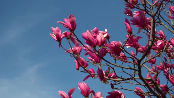 Flores Magnolia Floreciendo Cerca Árbol Caduco Florece Brotes Color Rosa — Vídeo de stock