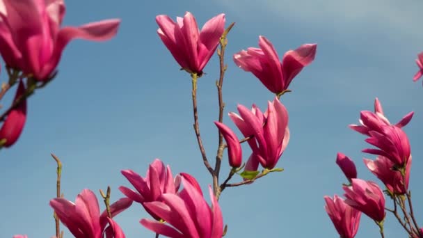 Fiori Magnolia Che Sbocciano Vicino Albero Deciduo Fiorisce Boccioli Rosa — Video Stock