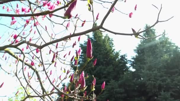 Kwiaty Magnolii Kwitnące Bliska Liściaste Drzewa Kwitną Fioletowo Różowe Pąki — Wideo stockowe