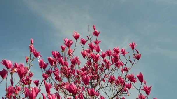 Flores Magnolia Floreciendo Cerca Árbol Caduco Florece Brotes Color Rosa — Vídeos de Stock