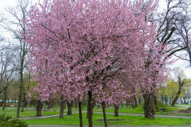 Şehir parkında çiçek açan süslü ağaçlar. Tayland kiraz tomurcuklarının pembe çiçeği güneşli bir günde yetişir. Bahar mevsiminde yeşil çimlerde güzel dallar açar..