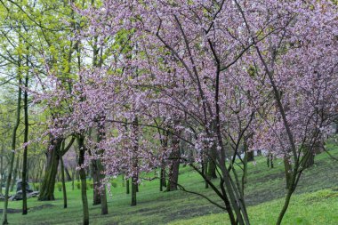 Şehir parkında çiçek açan süslü ağaçlar. Tayland kiraz tomurcuklarının pembe çiçeği güneşli bir günde yetişir. Bahar mevsiminde yeşil çimlerde güzel dallar açar..