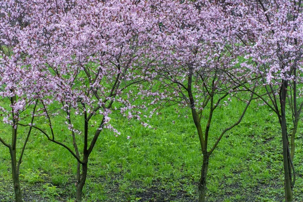 Sierbomen Thai Sakura Bloeien Het Stadspark Roze Bloem Van Thailandese — Stockfoto