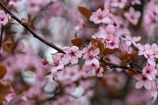 Takken Sierboom Van Thai Sakura Bloeien Het Stadspark Roze Bloem — Stockfoto