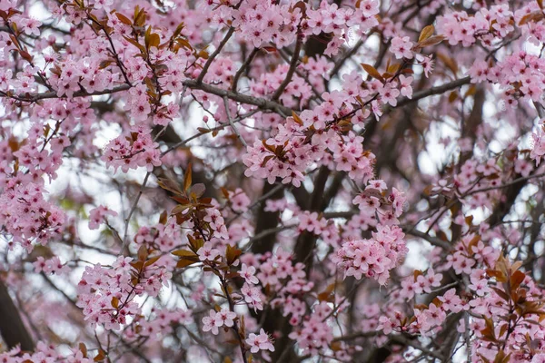Гілки Декоративного Дерева Тайської Сакури Цвіте Міському Парку Рожева Квітка — стокове фото