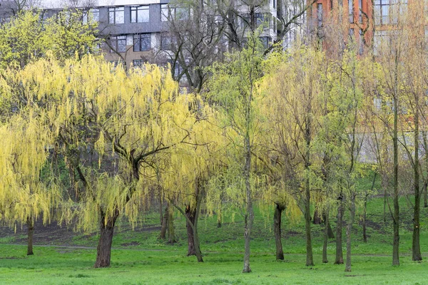 Weeping willow trees blossoms in early spring. Yellow inflorescences on long branch. Garland flowers willow on lawn. Buds catkin of salix alba blooming and germinate on buildings background in park.