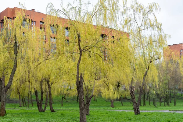 Weeping willow trees blossoms in early spring. Yellow inflorescences on long branch. Garland flowers willow on lawn. Buds catkin of salix alba blooming and germinate on buildings background in park.