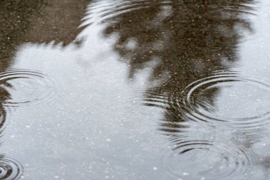 Sokak yolundaki su birikintisine yağmur damlaları. Yağmur yağar ve suda daireler çizer. Ağaçların karanlık siluetleri şeffaf su birikintisinde yansıyor. Yüzeyde dalgalanma var. Kötü hava.