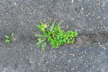 Yeşil çimenler gri asfalt arka planda yetişir. Yüzeydeki çatlağın içinde filizleniyor. Bitumen yapısı ve bitkisi olan duvar kağıdı. Asfalt malzemesinin kaba yapısı. Yeni yaşam konsepti