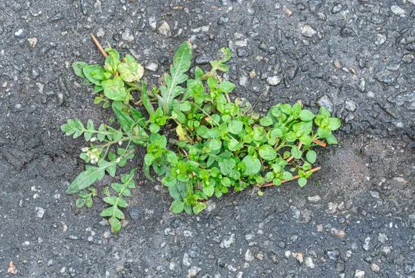 Erba Verde Cresce Sfondo Texture Asfalto Grigio All Interno Crepa — Foto Stock