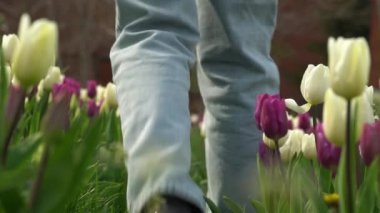 Süveterli, güzel örülmüş desenli bir kız çiçek sırası boyunca yürüyor. Beyaz ve mor laleler çayırlarda rüzgarda sallanıyor. Tomurcuk lalelerinden çiçek halı. Çiçek tarhında soğanlı süs bitkileri yetişir..