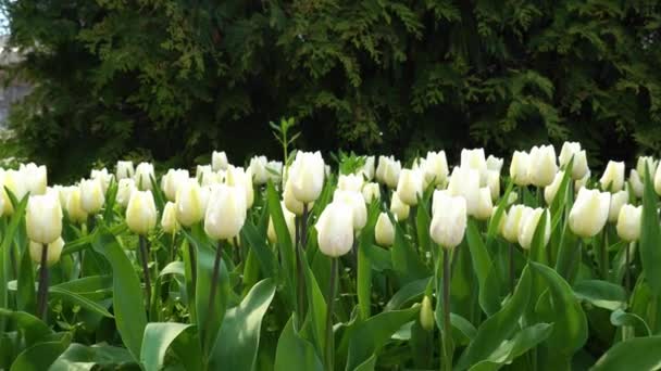 Tulipanes Blancos Balanceándose Viento Plantas Ornamentales Bulbosas Familia Las Liliáceas — Vídeo de stock