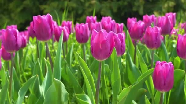 Tulipanes Morados Balanceándose Viento Plantas Ornamentales Bulbosas Familia Las Liliáceas — Vídeos de Stock