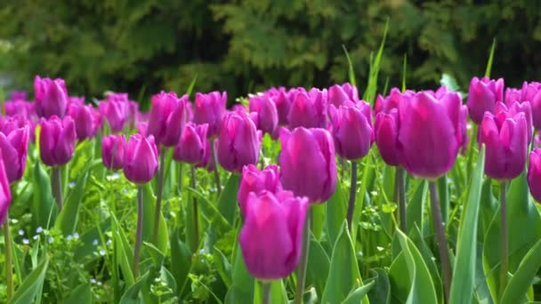 Lila Tulipánok Lengenek Szélben Liliaceae Családba Tartozó Gumós Dísznövények Virágágyon — Stock videók