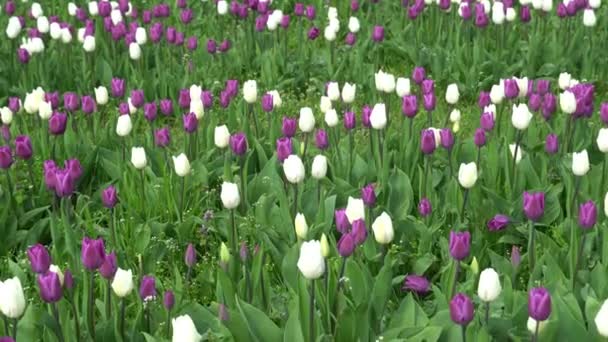 Белые Фиолетовые Тюльпаны Качающиеся Ветру Бульбовые Декоративные Растения Семейства Лиловых — стоковое видео