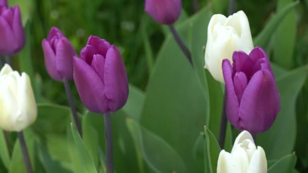 Des Tulipes Blanches Violettes Balançant Sur Vent Les Plantes Ornementales — Video