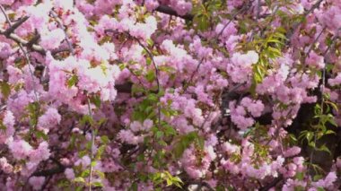 Sakura çiçekleri bahar mevsiminde şehir parkında rüzgarda sallanıyor. Güneşli bir günde ağaçta pembe Japon kiraz çiçeklerinin dalları. Flora doğa dokusu prunus serrulata. Tomurcuk sakuradan çiçek halı..