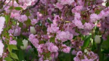 Sakura çiçekleri bahar mevsiminde şehir parkında rüzgarda sallanıyor. Güneşli bir günde ağaçta pembe Japon kiraz çiçeklerinin dalları. Flora doğa dokusu prunus serrulata. Tomurcuk sakuradan çiçek halı..