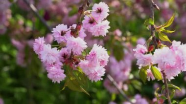 Sakura çiçekleri bahar mevsiminde şehir parkında rüzgarda sallanıyor. Güneşli bir günde ağaçta pembe Japon kiraz çiçeklerinin dalları. Flora doğa dokusu prunus serrulata. Tomurcuk sakuradan çiçek halı..