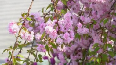 Sakura çiçekleri bahar mevsiminde şehir parkında rüzgarda sallanıyor. Güneşli bir günde ağaçta pembe Japon kiraz çiçeklerinin dalları. Flora doğa dokusu prunus serrulata. Tomurcuk sakuradan çiçek halı..