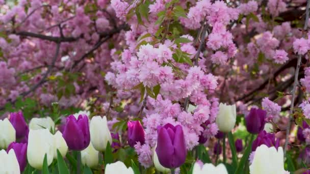 春秋季节 樱花在城市公园迎风摇曳 在阳光明媚的日子里 粉红色的日本樱花枝条在树上绽放 植物的自然质感 红花花地毯 — 图库视频影像