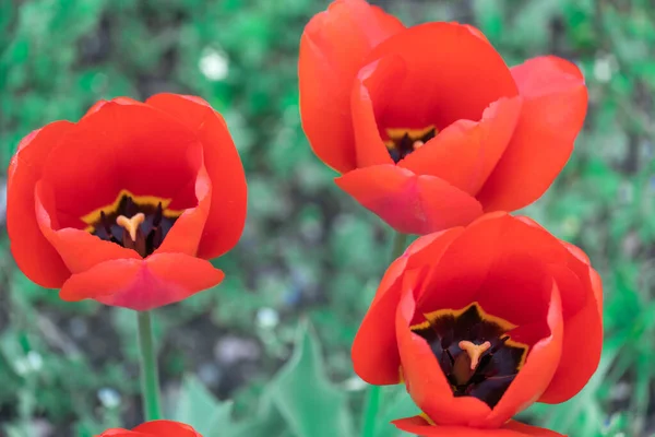 Červené Tulipány Kvetou Zblízka Městě Záhonu Rostou Cibulovité Okrasné Rostliny — Stock fotografie