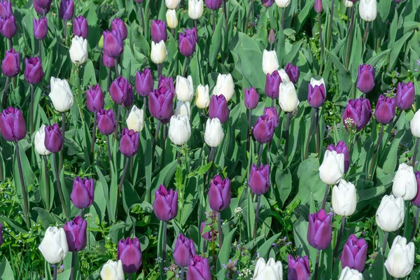 Valkoinen Violetti Tulppaanit Kukkivat Kaupungissa Kukkapenkkiin Kasvaa Liliaceae Perheen Sipulikasveja — kuvapankkivalokuva