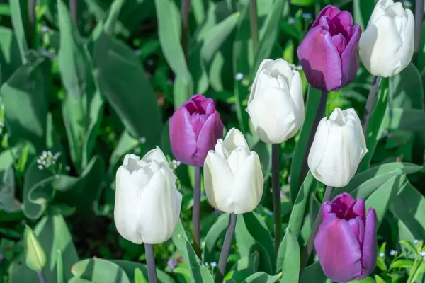 Bílé Fialové Tulipány Kvetou Zblízka Městě Záhonu Rostou Cibulovité Okrasné — Stock fotografie
