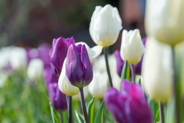 White and purple tulips blossom in city close-up. Bulbous ornamental plant plants of liliaceae family grow on flowerbed. Floral petals bloom on foliage background. Flower carpet from buds tulips.