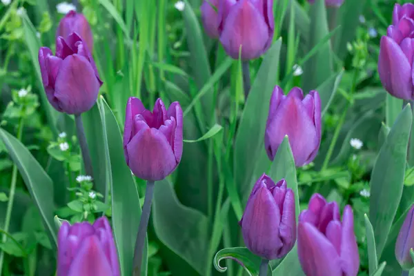 Fialové Tulipány Kvetou Zblízka Městě Záhonu Rostou Cibulovité Okrasné Rostliny — Stock fotografie