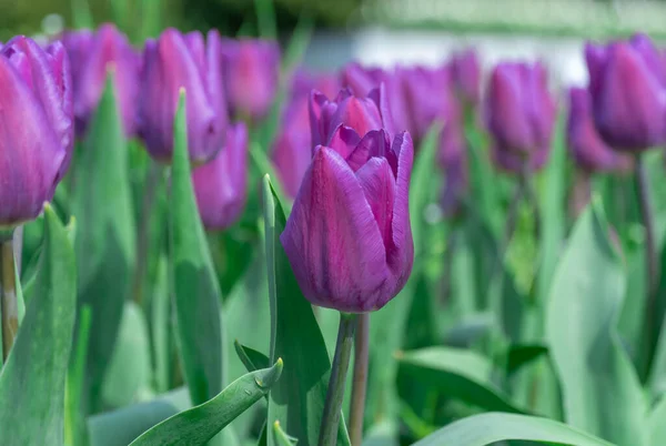 Purple tulips blossom in city close-up. Bulbous ornamental plant plants of liliaceae family grow on flowerbed. Floral petals bloom on foliage background. Flower carpet from buds tulips. Horticulture.