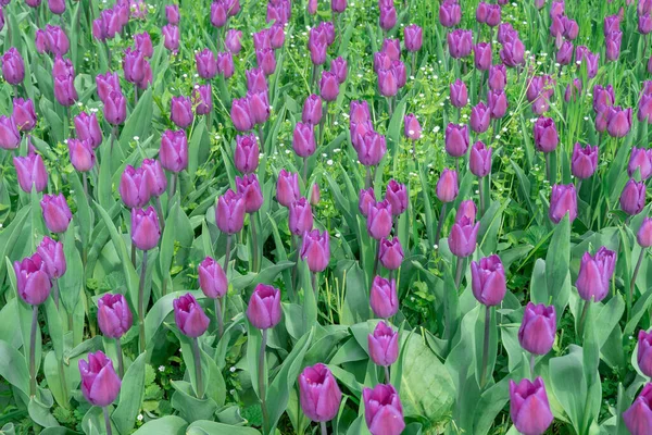 Paarse Tulpen Bloeien Stad Bolvormige Sierplanten Van Liliaceae Familie Groeien — Stockfoto