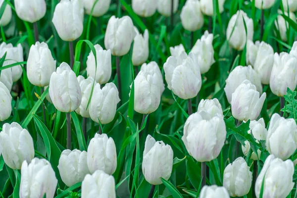 Białe Tulipany Kwitną Mieście Liściaste Rośliny Ozdobne Rodziny Liliaceae Rosną — Zdjęcie stockowe