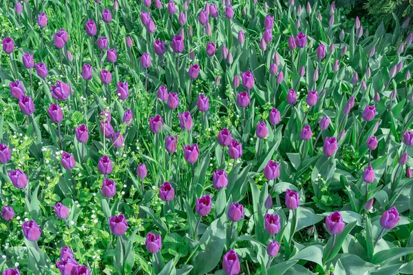 Purple tulips blossom in city. Bulbous ornamental plant plants of liliaceae family grow on flowerbed. Floral petals bloom on foliage background. Flower carpet from buds tulips. Ornamental garden.