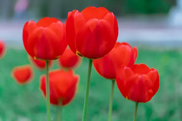 Červené Tulipány Kvetou Zblízka Městě Záhonu Rostou Cibulovité Okrasné Rostliny — Stock fotografie