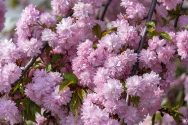 Sakura çiçekleri bahar mevsiminde şehir parkında yetişir. Güneşli bir günde ağaçta pembe Japon kiraz çiçeklerinin dalları. Flora doğa dokusu prunus serrulata. Sakura tomurcuğundan çiçek halı. İlkbahar.