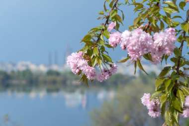 Sakura çiçekleri bahar mevsiminde mavi arka planda yetişir. Güneşli bir günde ağaçta pembe Japon kiraz çiçeklerinin dalları. Flora doğa dokusu prunus serrulata. Sakura tomurcuğundan çiçek halı. Bahar.