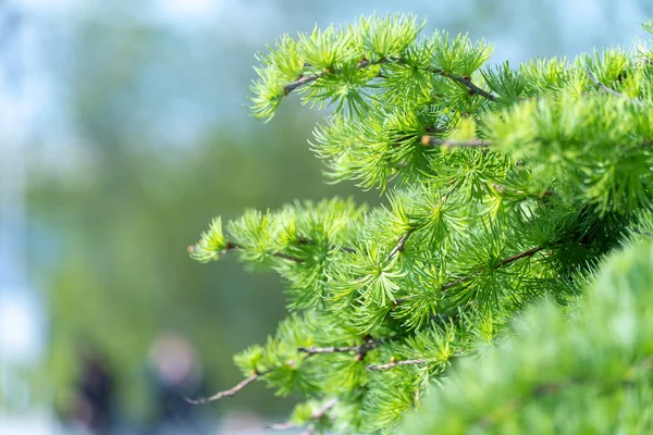 Coniferous tree of stiff weeping japanese larch in spring park. Deciduous larix kaempferi with falling branches and soft green needles. Modrina finely-scaly of pine family. Landscape and garden design