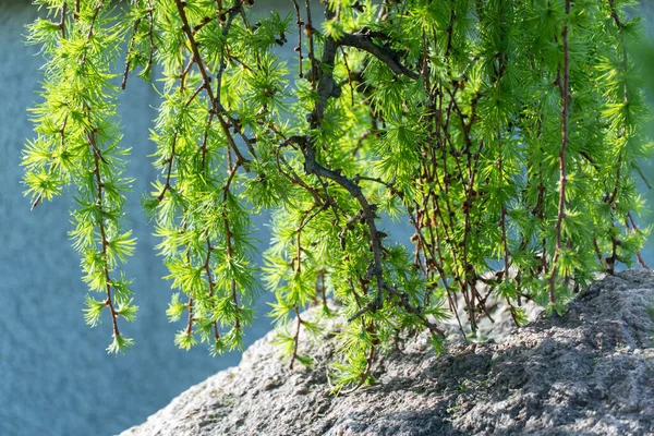 Хвойне Дерево Жорсткого Плачу Японської Модрини Весняному Парку Листяний Ларікс — стокове фото