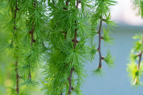 Coniferous Tree Stiff Weeping Japanese Larch Spring Park Deciduous Larix — Stock Photo, Image
