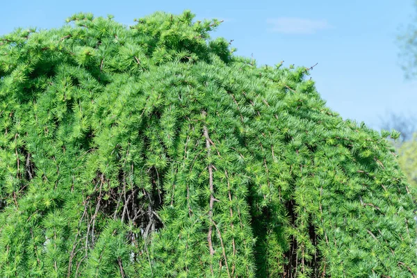 Jehličnatý Strom Tuhého Plačícího Japonského Modřínu Jarním Parku Opadavé Larix — Stock fotografie