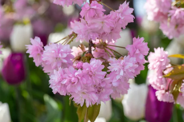 Sakura Blommor Xer Ren Songen Stadsparken Filialer Rosa Japanska Körsbär — Stockfoto