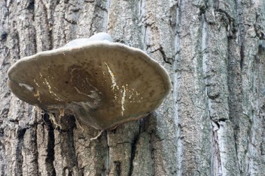 Gövdede büyük parazit mantar mantarı yetişiyor. Gerçek polipori, yaprak döken ağaçta çürümeye neden olur. Fomes fomentarius odunları ve ağaç kabuklarında çatlakları yok eder. Şeytan toynakları ya da buz adam mantarı..