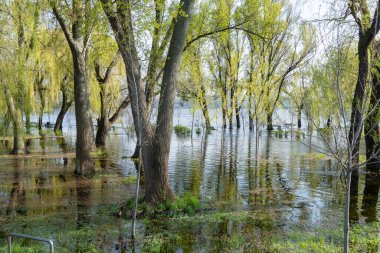 Bahar zamanı sel nehri. Şehirdeki nehir taşmış. Batık ağaçlarla dolu su dolu bir banka. Şişe kıyı şeridi akışı ve doğal afet. İklim değişikliği ve ekolojik sorun. Yüksek su seviyesi.