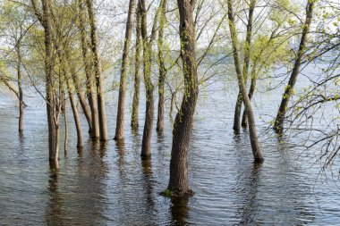 Bahar zamanı sel nehri. Şehirdeki nehir taşmış. Batık ağaçlarla dolu su dolu bir banka. Şişe kıyı şeridi akışı ve doğal afet. İklim değişikliği ve ekolojik sorun. Yüksek su seviyesi.