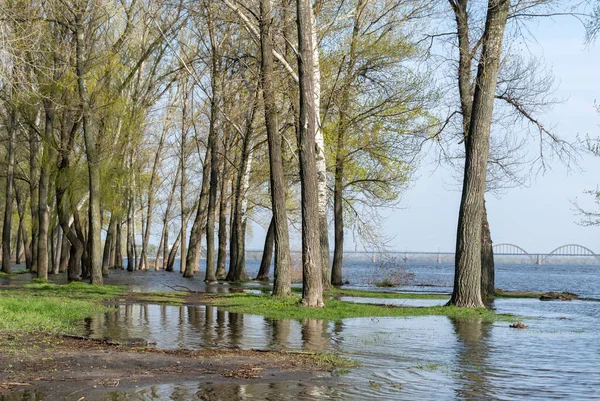 stock image Flood river in spring time. Overflowed river bank in city. Water filled bank with sunken trees. Bottling shoreline flow and natural disaster. Climate change and ecological problem. High water level.