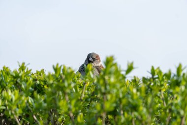 Güzel, kahverengi serçe yemyeşil çalılıklarda oturuyor. Kahverengi tüylü şehir kuşu ve yeşil bitkilere bakıyor. Passer domesticus şehir parkında yaşıyor. Portre erkek serçeyi yakından çek. Vahşi yaşam ortamı.