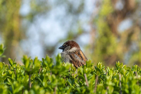美丽可爱的褐色麻雀坐在茂密的灌木丛中 城市里有褐色羽毛的鸟 它看着绿色的植物 过家家的人住在城市公园里 描述雄性麻雀的特写 野生动物栖息地 — 图库照片