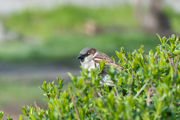 Beautiful cute brown sparrow sitting in lush bushes. Urban bird with brown feathers and looks at green plants. Passer domesticus lives in city park. Portrait male sparrow close-up. Wildlife habitat.