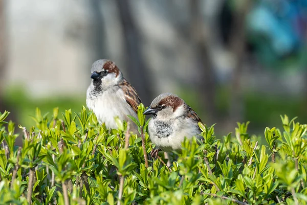 美丽可爱的褐色麻雀坐在茂密的灌木丛中 城市里有褐色羽毛的鸟 它看着绿色的植物 过家家的人住在城市公园里 描述雄性麻雀的特写 野生动物栖息地 — 图库照片